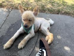 Found/Stray Male Dog last seen Atlantic, Compton, CA 90223