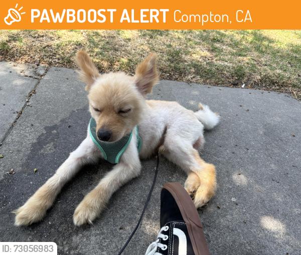 Found/Stray Male Dog last seen Atlantic, Compton, CA 90223