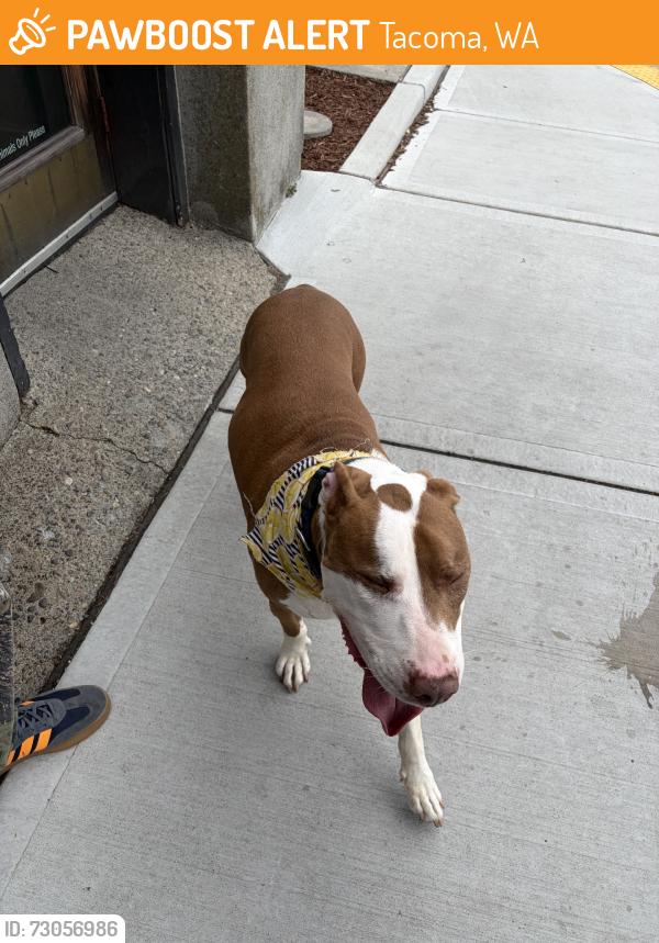 Found/Stray Male Dog last seen bluebeard, Tacoma, WA 98403