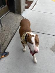 Found/Stray Male Dog last seen bluebeard, Tacoma, WA 98403