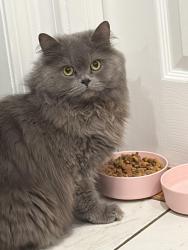Lost Female Cat last seen Chandler st and park ave, Worcester, MA 01602