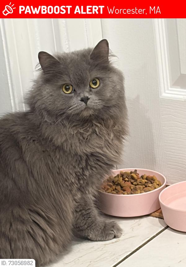 Lost Female Cat last seen Chandler st and park ave, Worcester, MA 01602