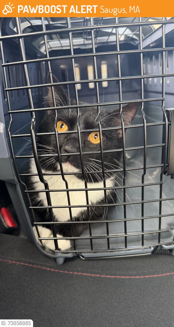 Found/Stray Male Cat last seen Near broadway, Saugus, MA 01906
