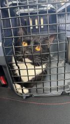Found/Stray Male Cat last seen Near broadway, Saugus, MA 01906