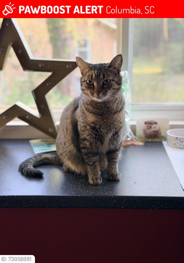 Lost Female Cat last seen Wolf Circle, Columbia, SC 29204