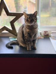 Lost Female Cat last seen Wolf Circle, Columbia, SC 29204