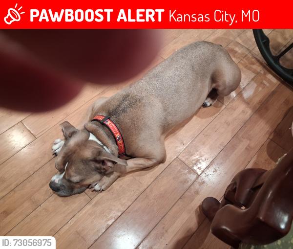 Lost Female Dog last seen Near and Vine kcmo, Kansas City, MO 64108