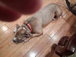 Lost Female Dog last seen Near and Vine kcmo, Kansas City, MO 64108