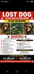 Lost Male Dog last seen Highland Avenue/21st street, San Bernardino, CA 92405