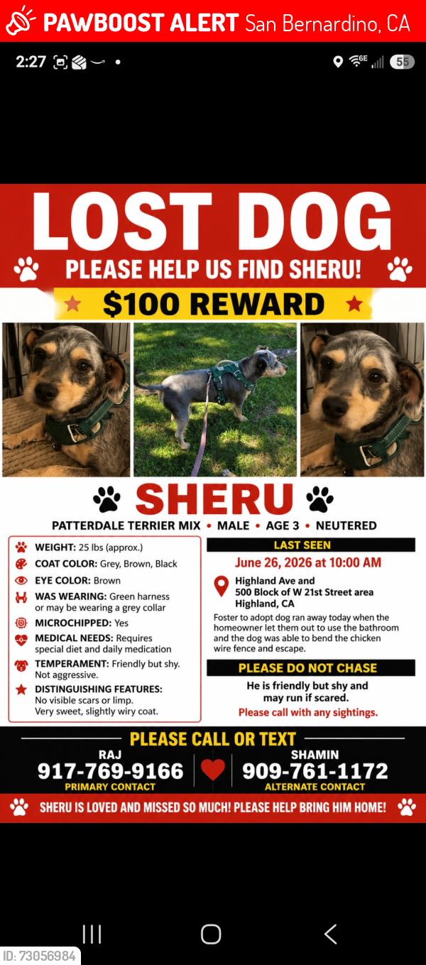 Lost Male Dog last seen Highland Avenue/21st street, San Bernardino, CA 92405
