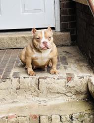 Lost Female Dog last seen Elmgrove rd, North Gates, NY 14606