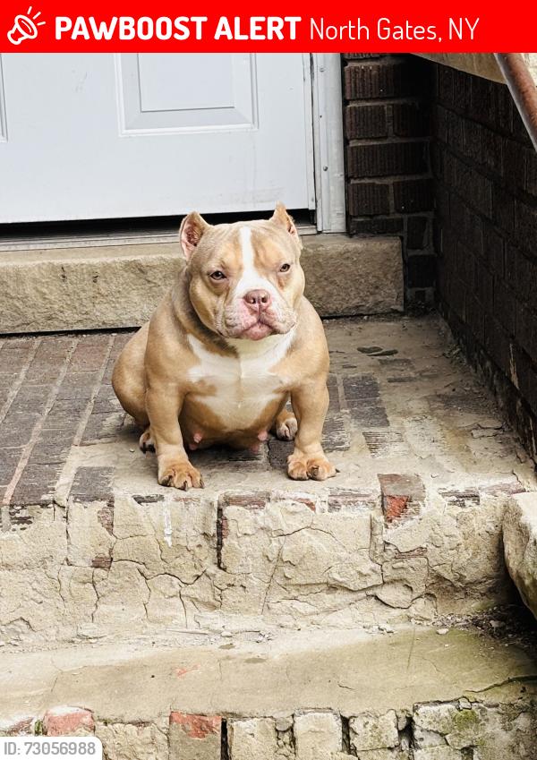 Lost Female Dog last seen Elmgrove rd, North Gates, NY 14606