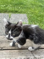 Found/Stray Unknown Cat last seen Washington park, Yakima, WA 98901