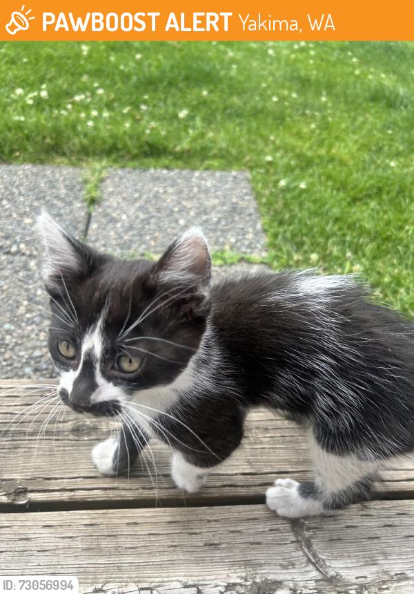 Found/Stray Unknown Cat last seen Washington park, Yakima, WA 98901