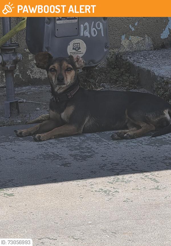 Found/Stray Unknown Dog last seen Whittier  and arizona, East Los Angeles, CA 90022
