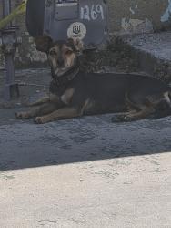 Found/Stray Unknown Dog last seen Whittier  and arizona, East Los Angeles, CA 90022