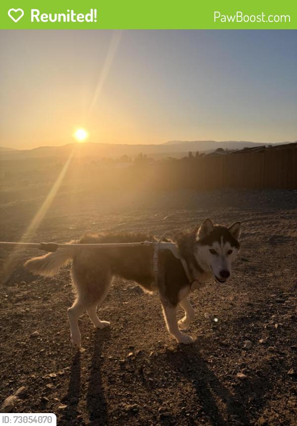Reunited Female Dog last seen Oddie BLVD, Sparks, NV 89431