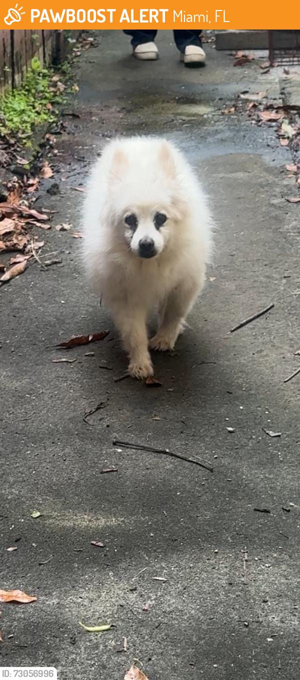 Found/Stray Unknown Dog last seen 67th ave & 43rd st, Miami, FL 33155