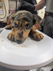 Shelter Stray Male Dog last seen , , NM, 1209 NM-314, Los Lunas, NM 87031, USA