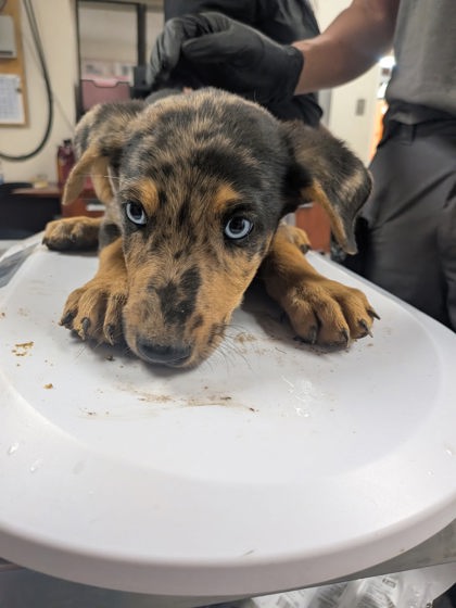 Shelter Stray Male Dog last seen , , NM, 1209 NM-314, Los Lunas, NM 87031, USA