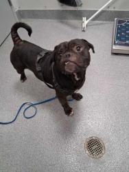 Shelter Stray Male Dog last seen Conner Heights Rd, Sevier County ACO, TN, 1008 Old Knoxville Hwy, Sevierville, TN 37862, USA