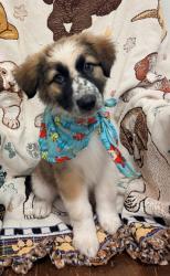 Shelter Stray Female Dog last seen SPCA, County, , 3000 Gibson St, Bakersfield, CA 93308, USA