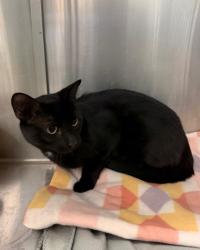 Shelter Stray Male Cat last seen Allen & Muri Parkway, County, CA, 3000 Gibson St, Bakersfield, CA 93308, USA