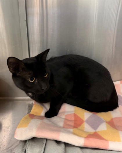 Shelter Stray Male Cat last seen Allen & Muri Parkway, County, CA, 3000 Gibson St, Bakersfield, CA 93308, USA