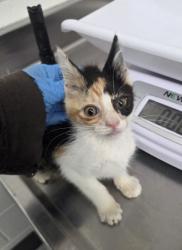 Shelter Stray Female Cat last seen Near E. 10th St, Oakland, CA, 1101 29th Ave, Oakland, CA 94601, USA