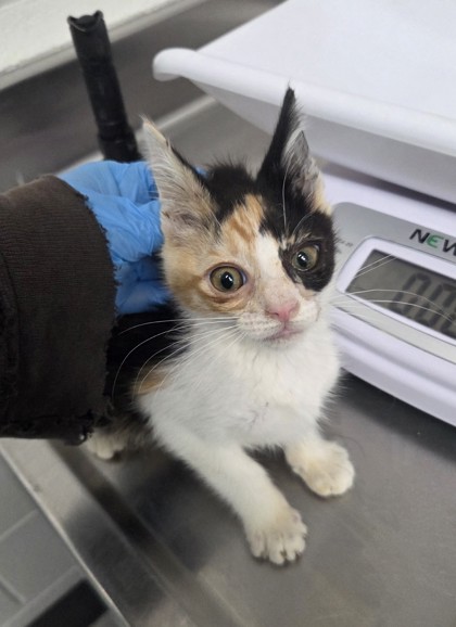 Shelter Stray Female Cat last seen Near E. 10th St, Oakland, CA, 1101 29th Ave, Oakland, CA 94601, USA