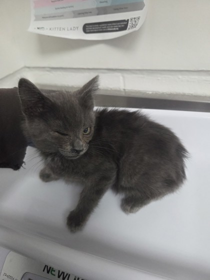 Shelter Stray Male Cat last seen Near E. 10th St, Oakland, CA, 1101 29th Ave, Oakland, CA 94601, USA