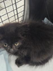 Shelter Stray Male Cat last seen Near E. 10th St, Oakland, CA, 1101 29th Ave, Oakland, CA 94601, USA