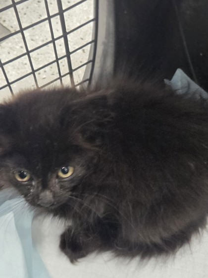 Shelter Stray Male Cat last seen Near E. 10th St, Oakland, CA, 1101 29th Ave, Oakland, CA 94601, USA
