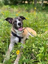 Shelter Stray Female Dog last seen Near Misty Waters Drive Decatur, 30032, 30032, GA, 3280 Chamblee Dunwoody Rd, Chamblee, GA 30341, USA