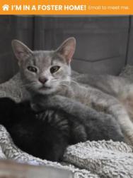 Shelter Stray Female Cat last seen Near N. Curley, 21205, MD, 301 Stockholm St, Baltimore, MD 21230, USA