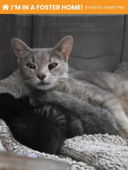 Shelter Stray Female Cat last seen Near N. Curley, 21205, MD, 2490 Giles Rd, Baltimore, MD 21225, USA