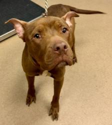 Shelter Stray Male Dog last seen Key Rd SE, Atlanta, GA 30316, 30316, GA, 3280 Chamblee Dunwoody Rd, Chamblee, GA 30341, USA