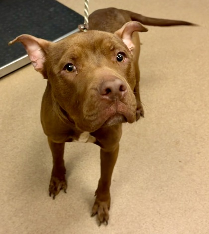 Shelter Stray Male Dog last seen Key Rd SE, Atlanta, GA 30316, 30316, GA, 3280 Chamblee Dunwoody Rd, Chamblee, GA 30341, USA