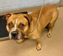 Shelter Stray Male Dog last seen Near Creekford Dr, 30058, GA, 3280 Chamblee Dunwoody Rd, Chamblee, GA 30341, USA