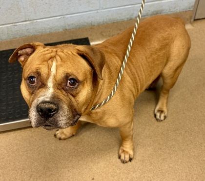 Shelter Stray Male Dog last seen Near Creekford Dr, 30058, GA, 3280 Chamblee Dunwoody Rd, Chamblee, GA 30341, USA