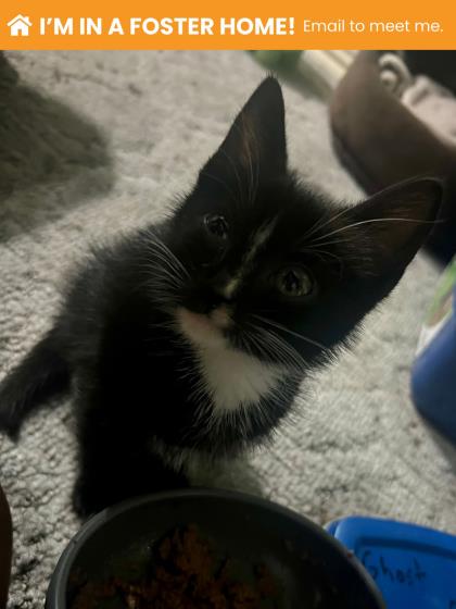 Shelter Stray Female Cat last seen Near Windsor Mill Rd, 21216, MD, 301 Stockholm St, Baltimore, MD 21230, USA