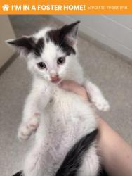 Shelter Stray Female Cat last seen Near Burleigh, 21215, MD, 301 Stockholm St, Baltimore, MD 21230, USA