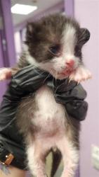 Shelter Stray Male Cat last seen Near Montana Ave Bld R # 1056, CITY of El Paso, TX, 5001 Fred Wilson Ave, El Paso, TX 79906, USA
