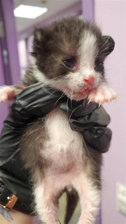 Shelter Stray Male Cat last seen Near Montana Ave Bld R # 1056, CITY of El Paso, TX, 5001 Fred Wilson Ave, El Paso, TX 79906, USA