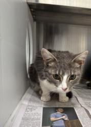 Shelter Stray Female Cat last seen Near Tarpa Trail, Atlanta, GA, 1251 Fulton Industrial Blvd NW, Atlanta, GA 30336, USA