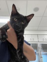 Shelter Stray Male Cat last seen Near Island Ford Pkwy, Atlanta, GA, 1251 Fulton Industrial Blvd NW, Atlanta, GA 30336, USA