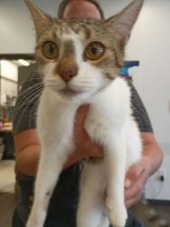 Shelter Stray Female Cat last seen Near Jonesboro Rd, Atlanta, GA, 1251 Fulton Industrial Blvd NW, Atlanta, GA 30336, USA