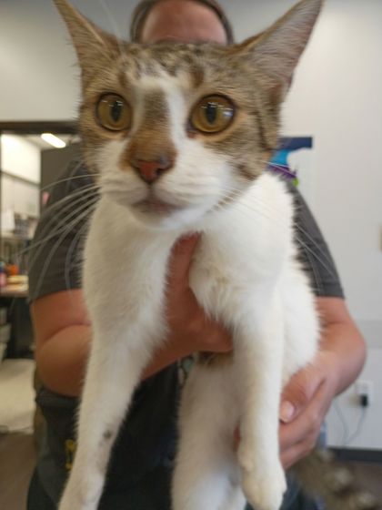 Shelter Stray Female Cat last seen Near Jonesboro Rd, Atlanta, GA, 1251 Fulton Industrial Blvd NW, Atlanta, GA 30336, USA