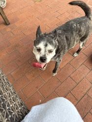 Reunited Male Dog last seen Lilac Lake Dr, Riverview, FL 33578, USA, Riverview, FL 33578