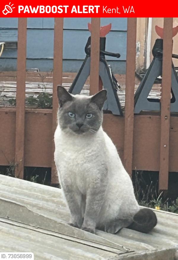 Lost Male Cat last seen 178th Ave se/ Covington sawyer Rd, Kent, WA 98042